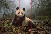 Další fotografie National Geographic roku 2016. Obličej pandy přesně kopíruje zlatý bod.